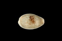 藏品(愛龍寶螺)的圖片